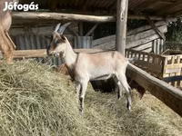 Ziegenbock, Saanen goat — Foto 5