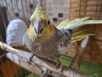 Nimfa (cockatiel) cütü və qəfəs dəsti - Növ: Nimfa (cockatiel) – sarı — 照片 5