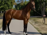Égua, Hanoverian — foto 2