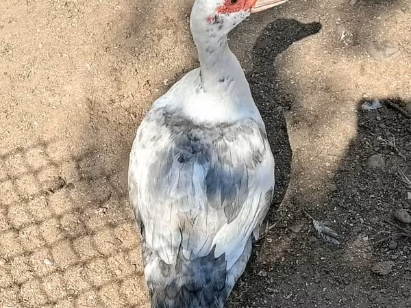 Mular