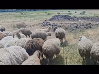 Sheep, Sheep — photo 2