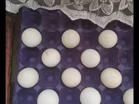 Turkeys — 照片 3