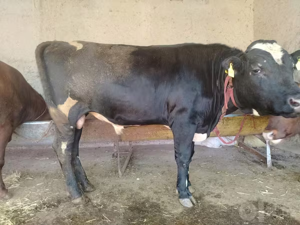 Byk, Simmental cattle