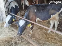 Bulle, Simmental cattle — Foto 1