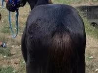 Caballo, Dutch warmblood horse — foto 3