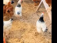 Chickens — الصورة 3