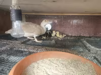Ducks — Foto 1