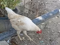 Chickens — Foto 4
