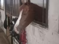 Madyan, Karabakh horse — foto 1
