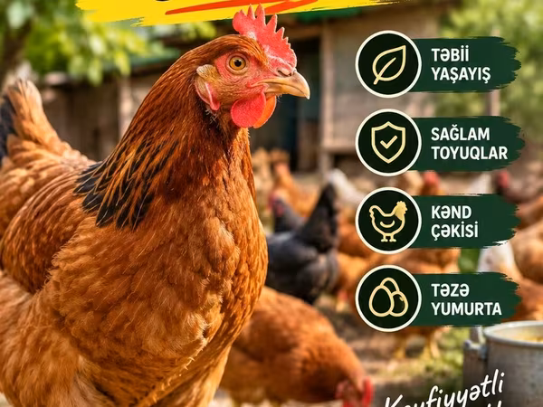 Chickens — Azerbaijan