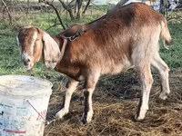 Goat, Saanen goat — photo 8