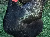 Australian Pit Game fowl — Foto 2