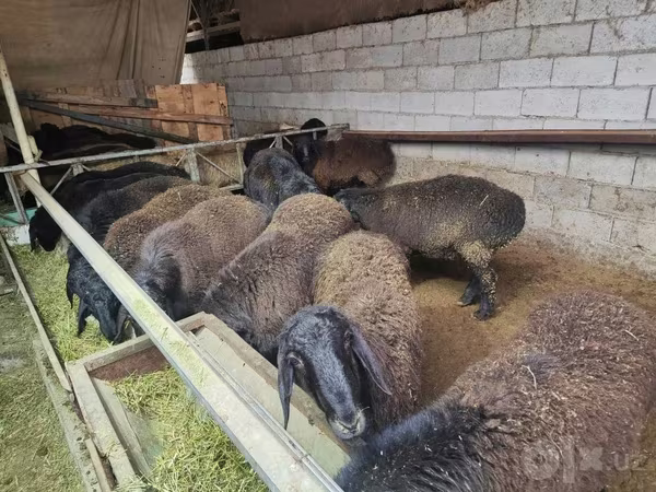 Beran, Edilbay sheep
