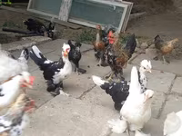 Japanese Bantam — photo 3