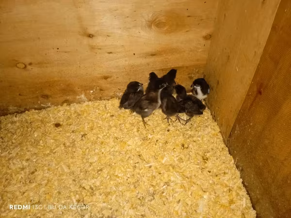 Australian Pit Game fowl — Azerbaijan