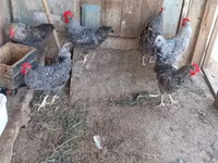 Slovenian Barred Hen — photo 6