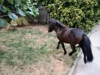 Koń, Shetland Pony — zdjęcie 7