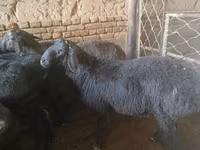 Beran, Rhon sheep — foto 3