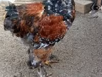 Brahma — Foto 4