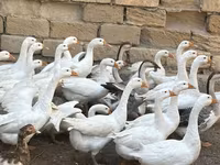 Geese — photo 3