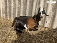 Ziegenbock, Saanen goat — Foto 4