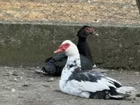 Ducks — photo 1
