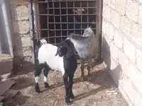 Billy Goat, Goats — photo 1
