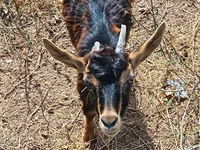Goat, Alpine goat — photo 1