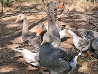 Geese — zdjęcie 3