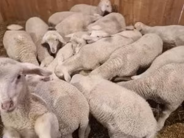 Widder, Merinoland sheep