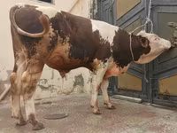 Buğa, Simmental cattle — foto 3