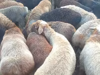 Qoç, Edilbay sheep — foto 1