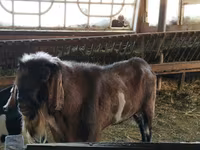 Qoç, Assaf sheep — foto 4