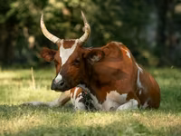 गाय, Simmental cattle — फ़ोटो 1