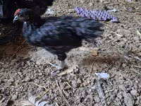 Chickens — Foto 1