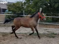 Klisna, Lipizzaner — foto 2