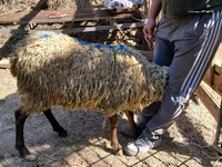 كبش, الأغنام — الصورة 5
