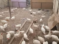 Chickens — Foto 3