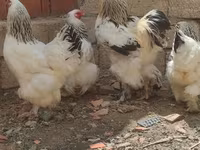 Brahma — photo 4