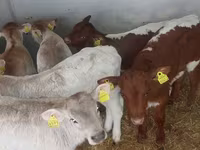 Buqa, Simmental cattle — 4-rasm