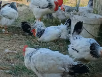 Chickens — Foto 3