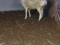 公羊, Sheep — 照片 3
