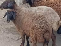 Qoç, Qoyunlar — foto 4
