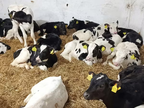 Bull, Holstein breed