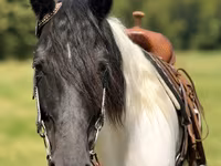 Madyan, Pinto horses — foto 5