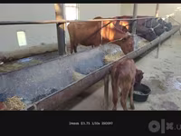 Cow, Simmental cattle — photo 1