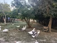 Geese — 照片 2