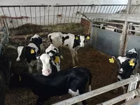 Bovinos (lote, sexo não especificado), Russian Black pied cattle — foto 2