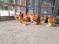 Pekin Bantam — foto 7