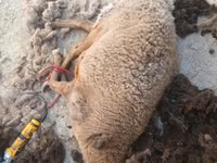 绵羊（批次，未指定性别）, Sheep — 照片 1